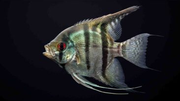 Adult freshwater angelfish Pterophyllum scalare showing predatory mouth opening and tall dorsal fin geometry on pure black background.