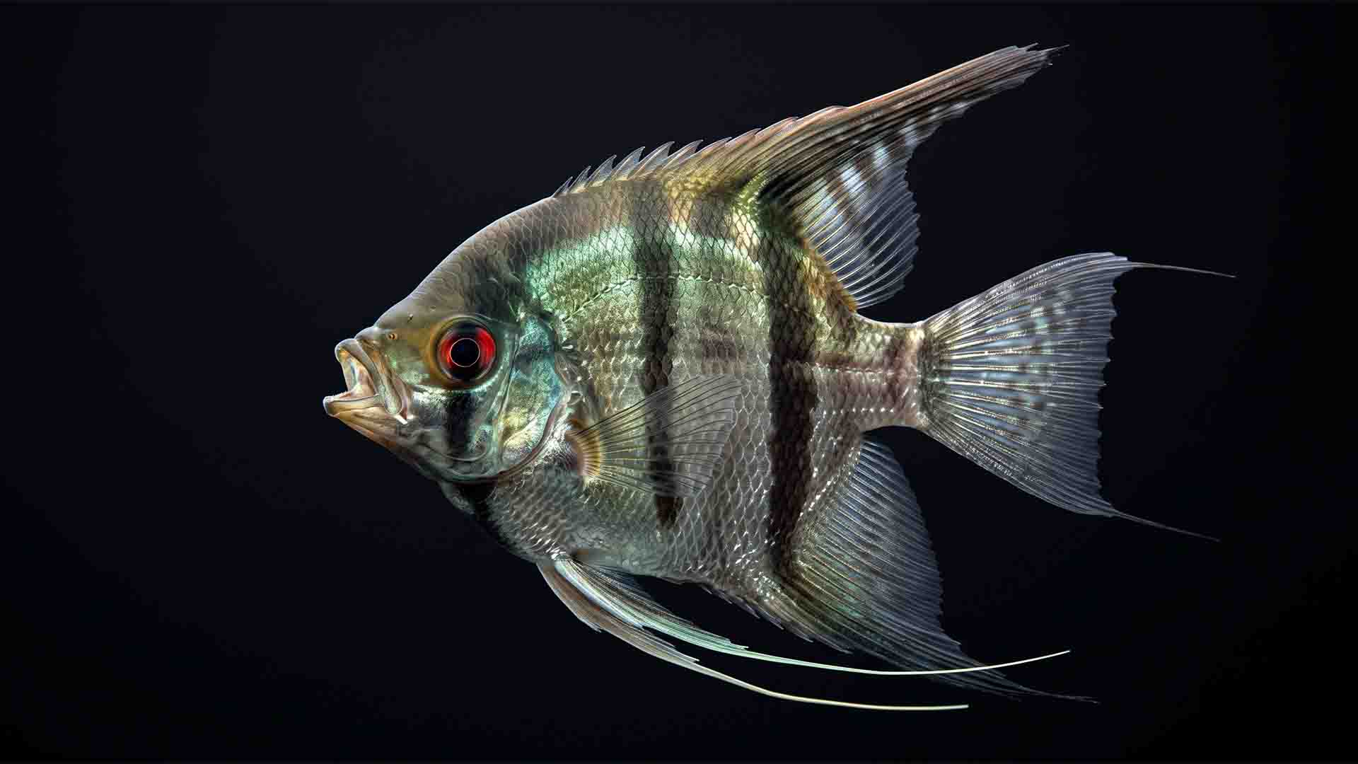 10 Angelfish Mistakes That Ruin Community Tanks Adult freshwater angelfish Pterophyllum scalare showing predatory mouth opening and tall dorsal fin geometry on pure black background