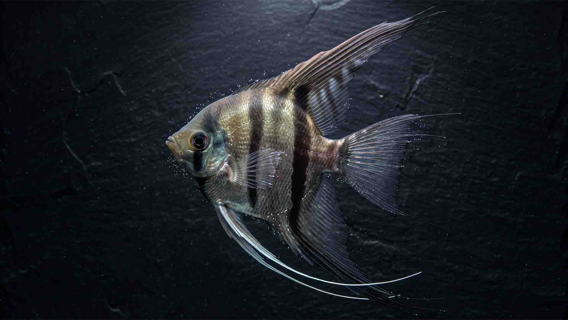 10 Angelfish Mistakes That Ruin Community Tanks Macro biological view of long angelfish dorsal fins showing hydrodynamic structure in calm Amazonian water conditions on dark background