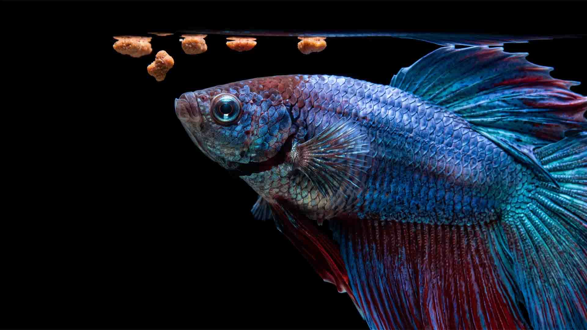 A betta fish exhibiting severe stomach bloat after swallowing dry expanding aquarium pellets