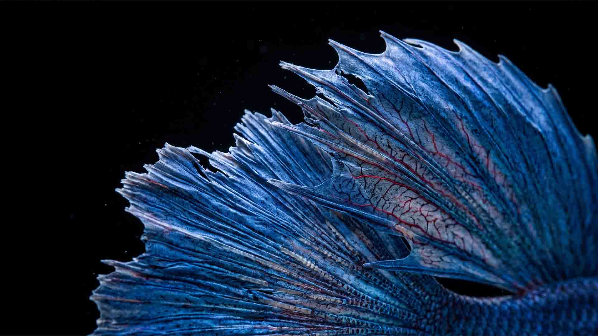 Close-up of a betta fish with shredded fins and torn fin tissue caused by strong filter flow and plastic aquarium plants