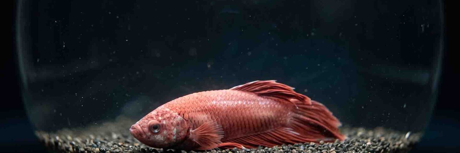 A lethargic betta fish sitting at the bottom of an unheated glass bowl suffering from cold-lock metabolic slowdown