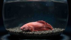 Betta Fish Care Mistakes Ruining Your Tank Setup A lethargic betta fish sitting at the bottom of an unheated glass bowl suffering from cold-lock metabolic slowdown