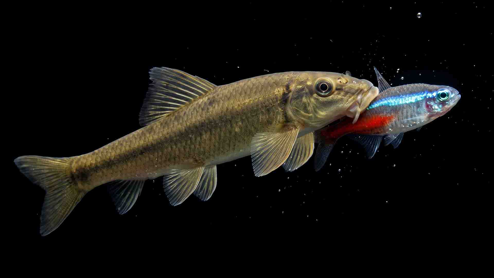 Adult Chinese Algae Eater attacking community fish to suck protective slime coat