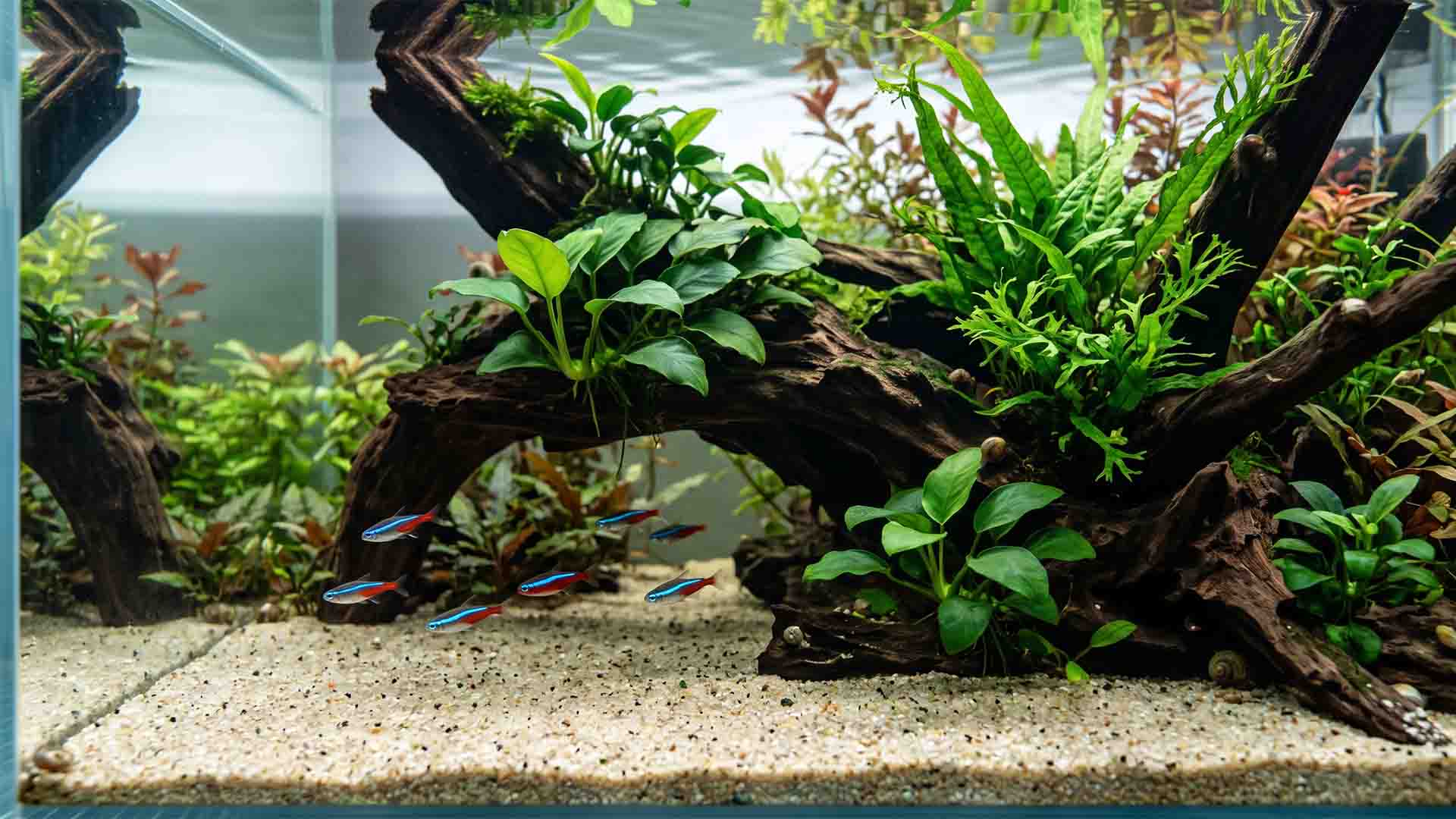 Crystal clear aquarium water achieved naturally through biological biofilter maturation without chemicals