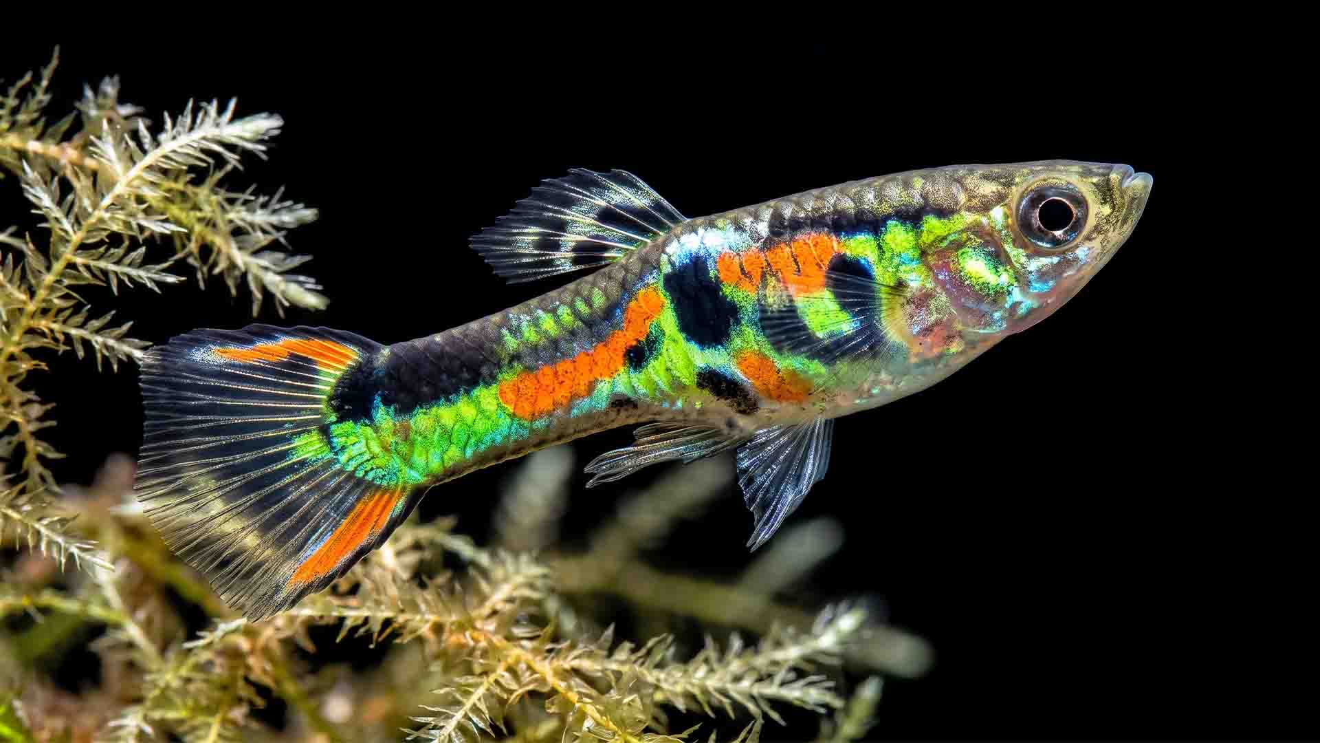Overrated Freshwater Fish: 6 Traps & Safe Swaps High-energy male Endler hybrid livebearer showing intense neon green and orange coloration with natural fin geometry.