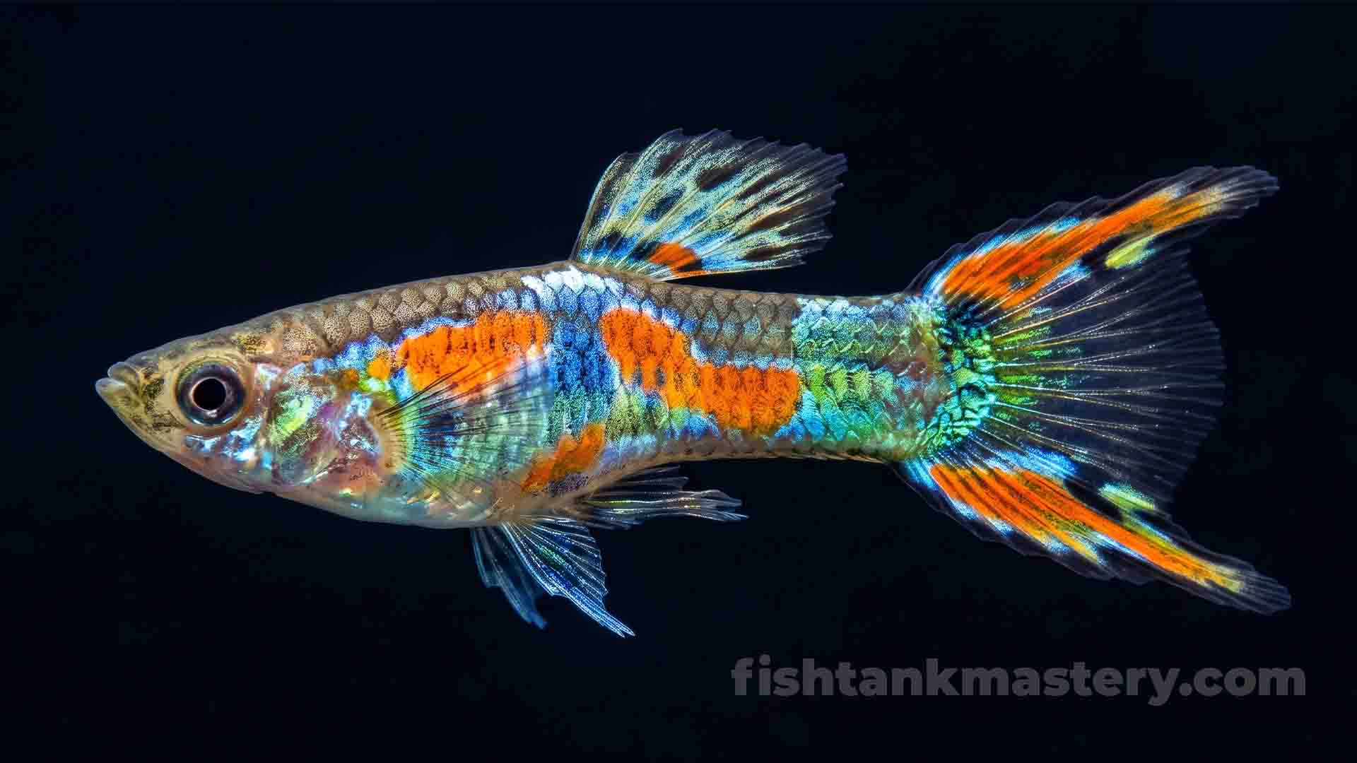 Why Guppy Fish Keep Dying? Fancy Guppy Tier List Vibrant Endler Hybrid Guppy displaying strong genetic vigor and healthy fin structure.