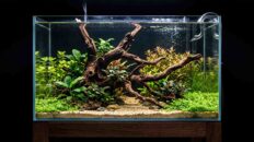 How to Set Up a Fish Tank: The 18-Step Masterclass to Prevent the 30-Day Crash Newly set up 20-gallon freshwater aquarium with clear water and natural aquascape
