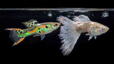 Comparison of the best and worst nano fish for a 5 gallon aquarium setup