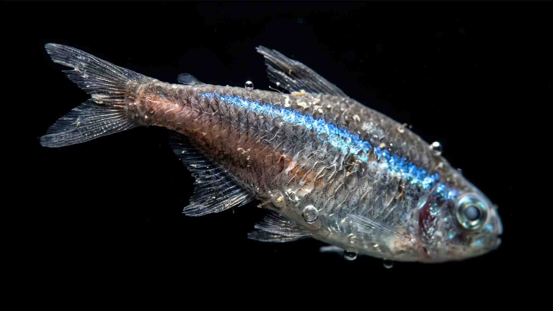 Neon tetra showing genetic weakness and stress in a small unbuffered freshwater tank