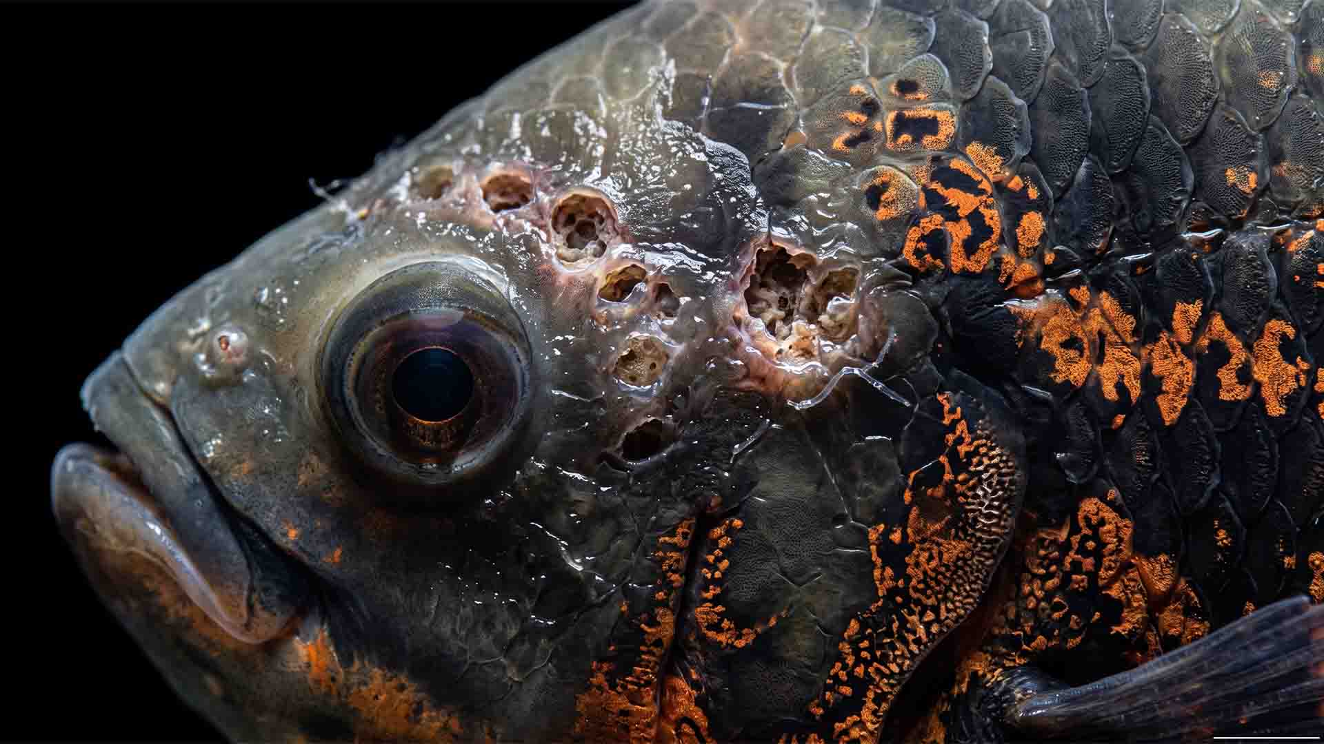 Close up macro shot of Oscar fish head showing Hole in the Head disease sensory pore pitting