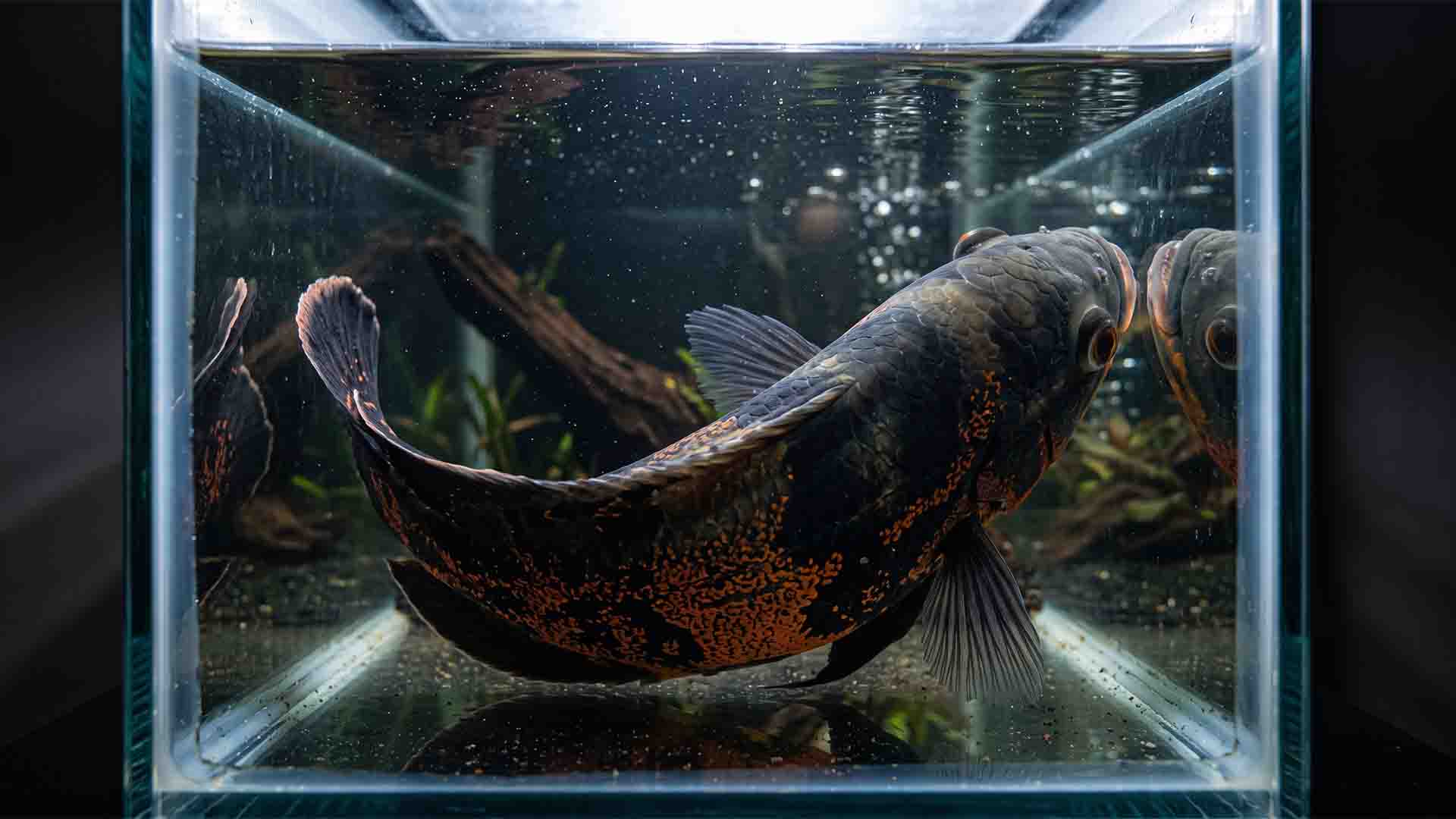 Large adult Oscar fish struggling to turn inside a narrow 55 gallon glass aquarium