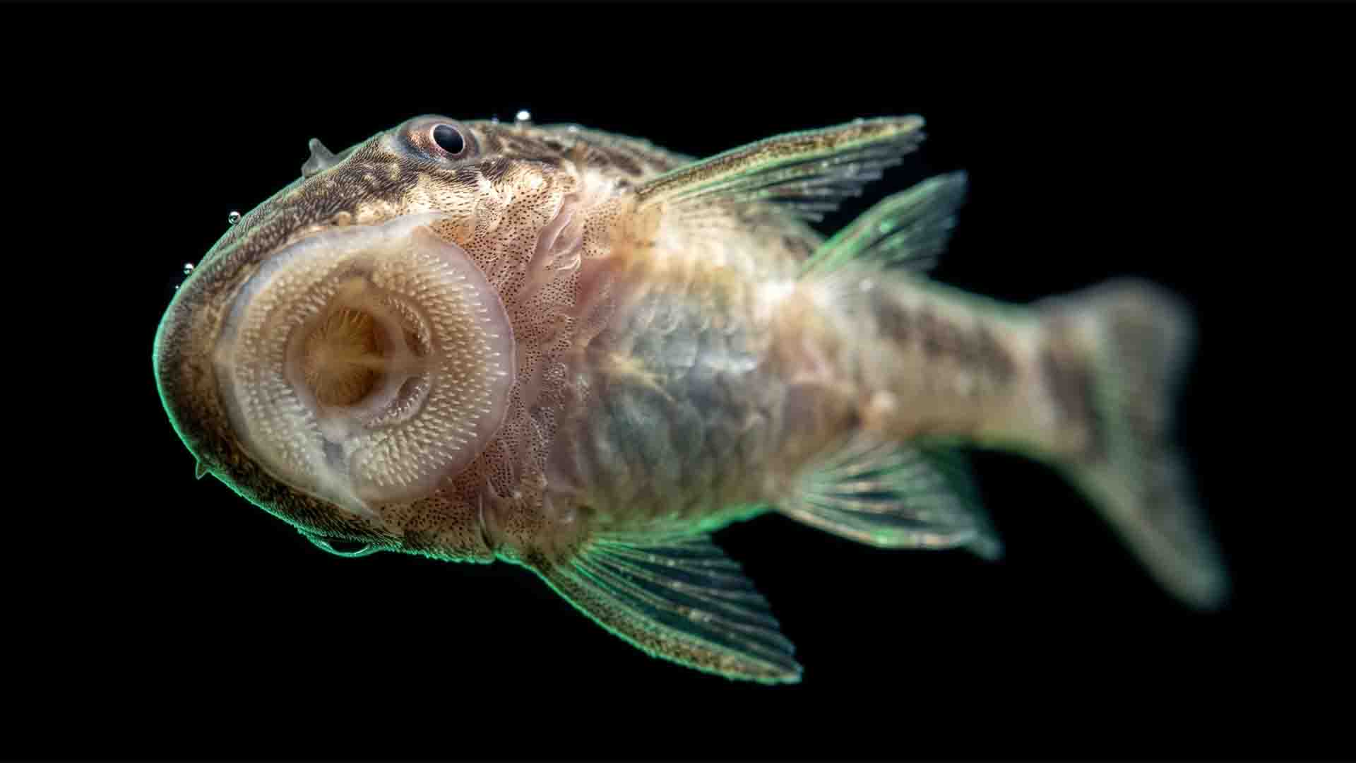 Otocinclus catfish on spotless aquarium glass showing sunken belly from biofilm starvation