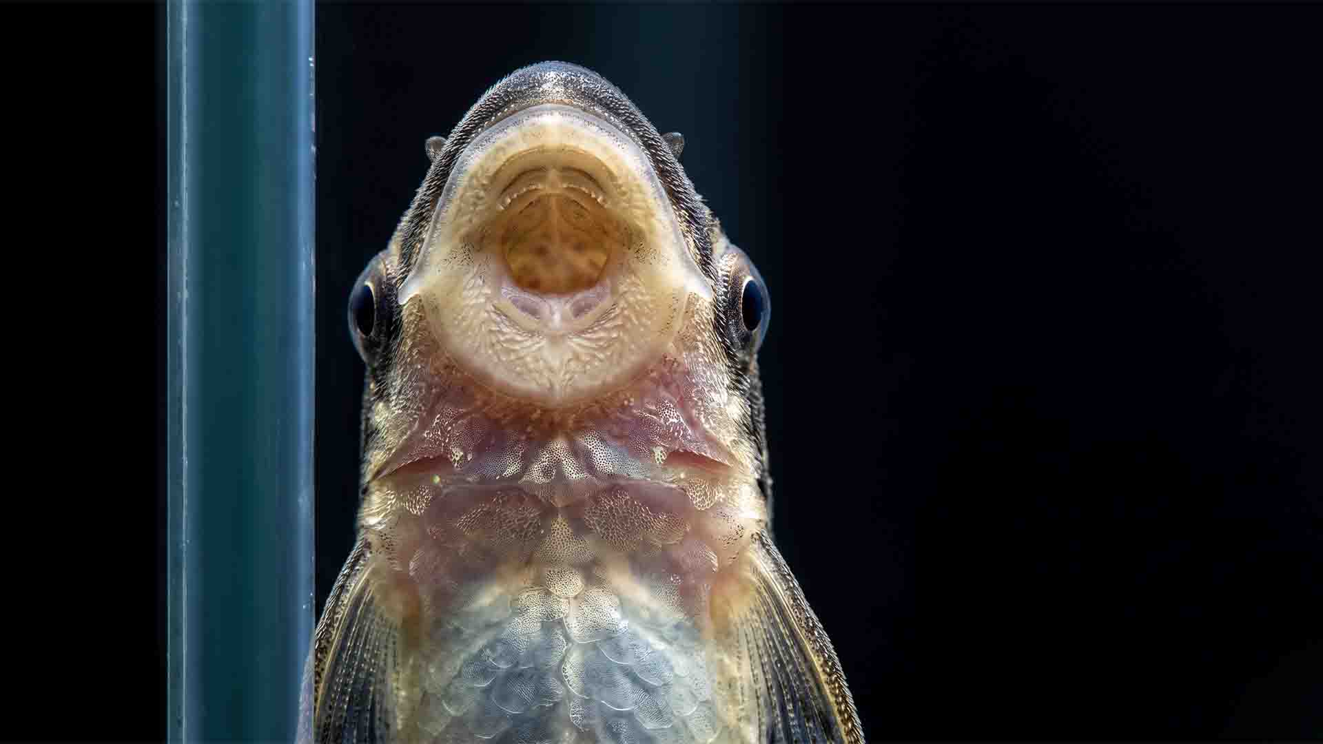 Otocinclus catfish searching for biofilm on spotless glass in a sterile aquarium