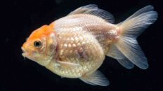 Worst to Best Goldfish Breeds Ranked by Survival Rate Pearlscale goldfish showing extreme spherical body compression and anatomical stress under macro photography
