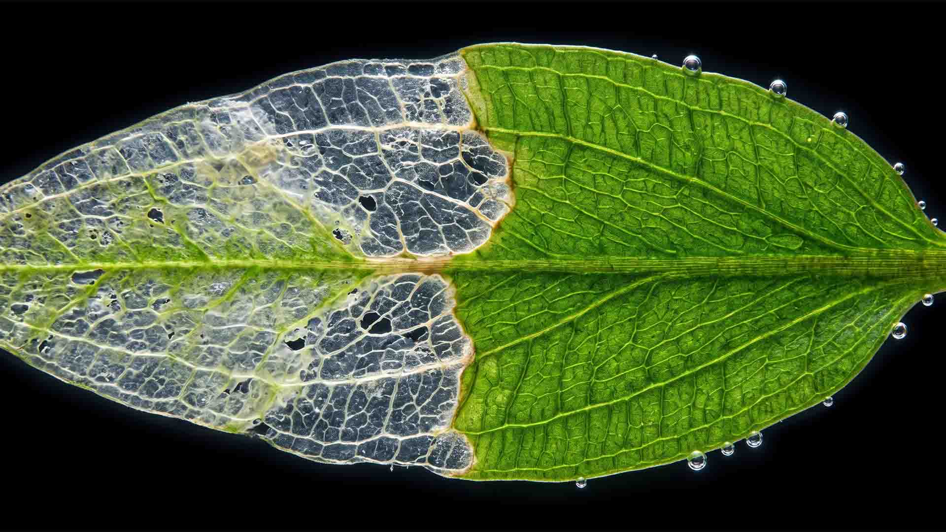 Extreme macro of an aquarium plant leaf showing cellular melt transition from emersed to submerged growth against a dark background.