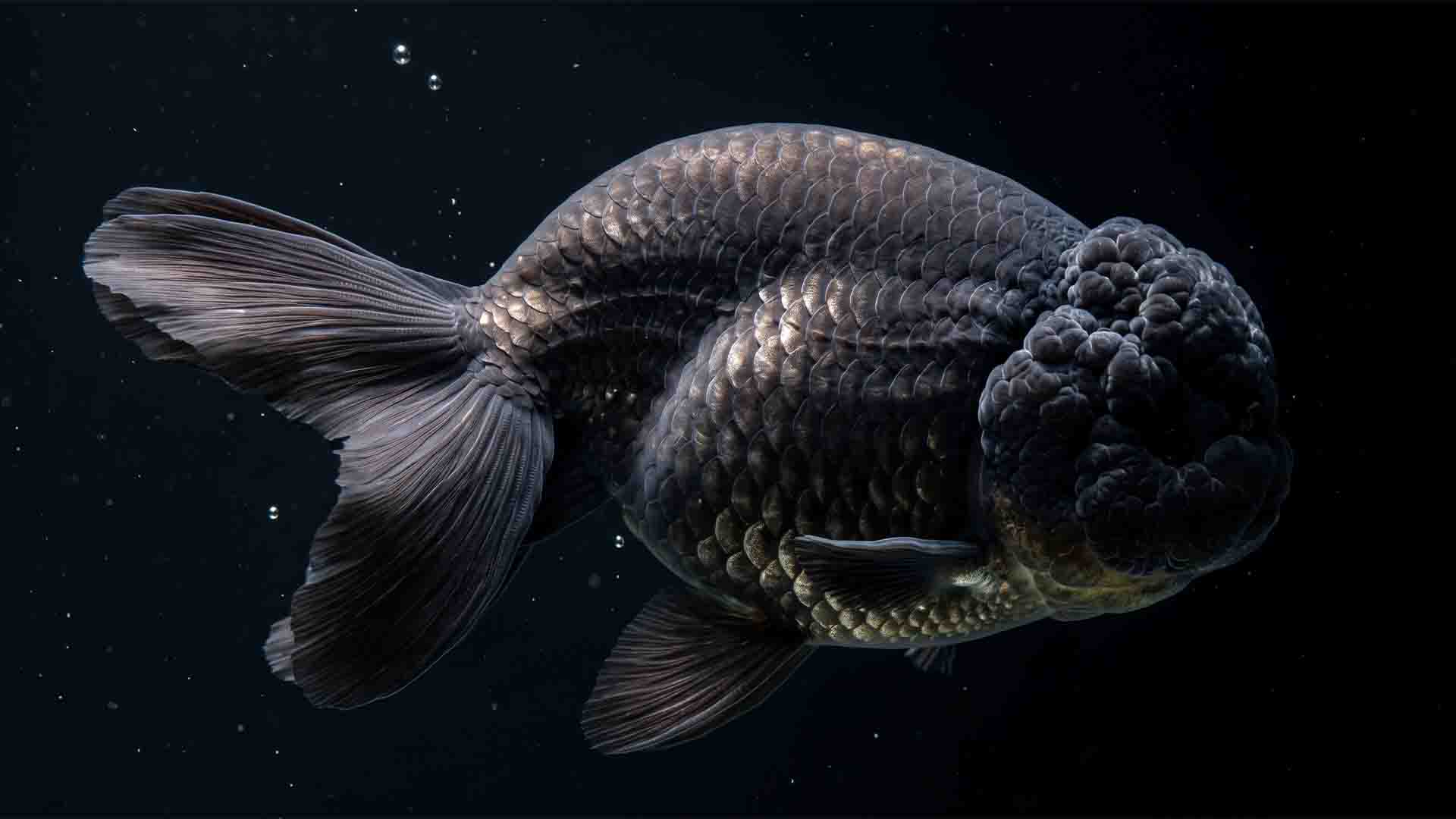 Ranchu Goldfish Mobility Trap Ranchu goldfish swimming awkwardly without a dorsal fin illustrating severe mobility impairment and current exhaustion