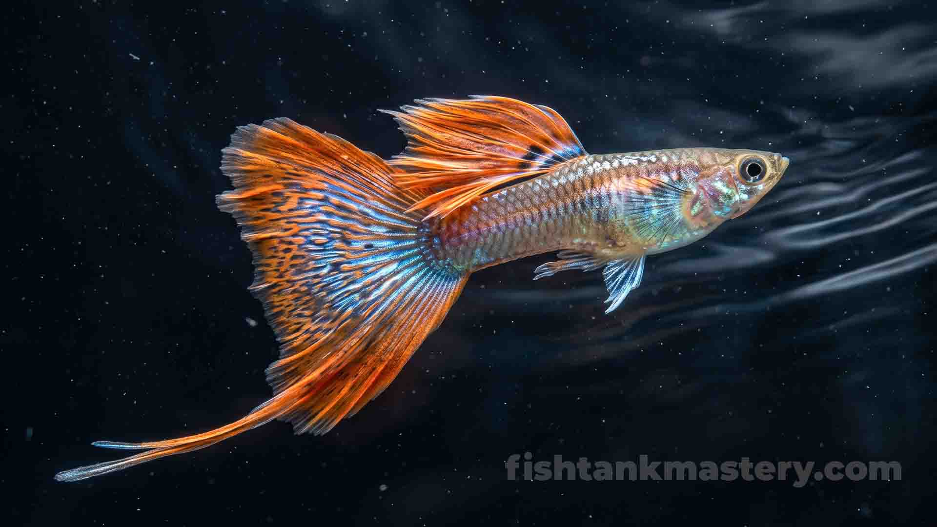 Why Guppy Fish Keep Dying? Fancy Guppy Tier List Ribbon Tail Guppy struggling against strong filter current drag in a freshwater tank.