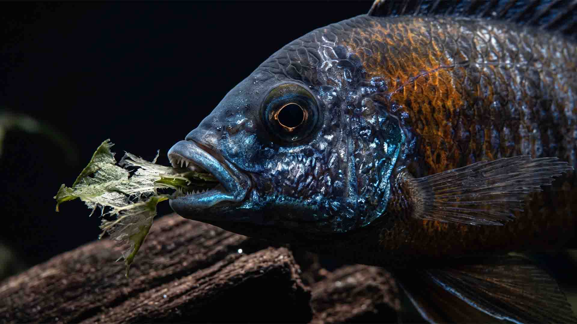 Silver Dollar fish destroying live freshwater aquarium plants like an underwater lawnmower