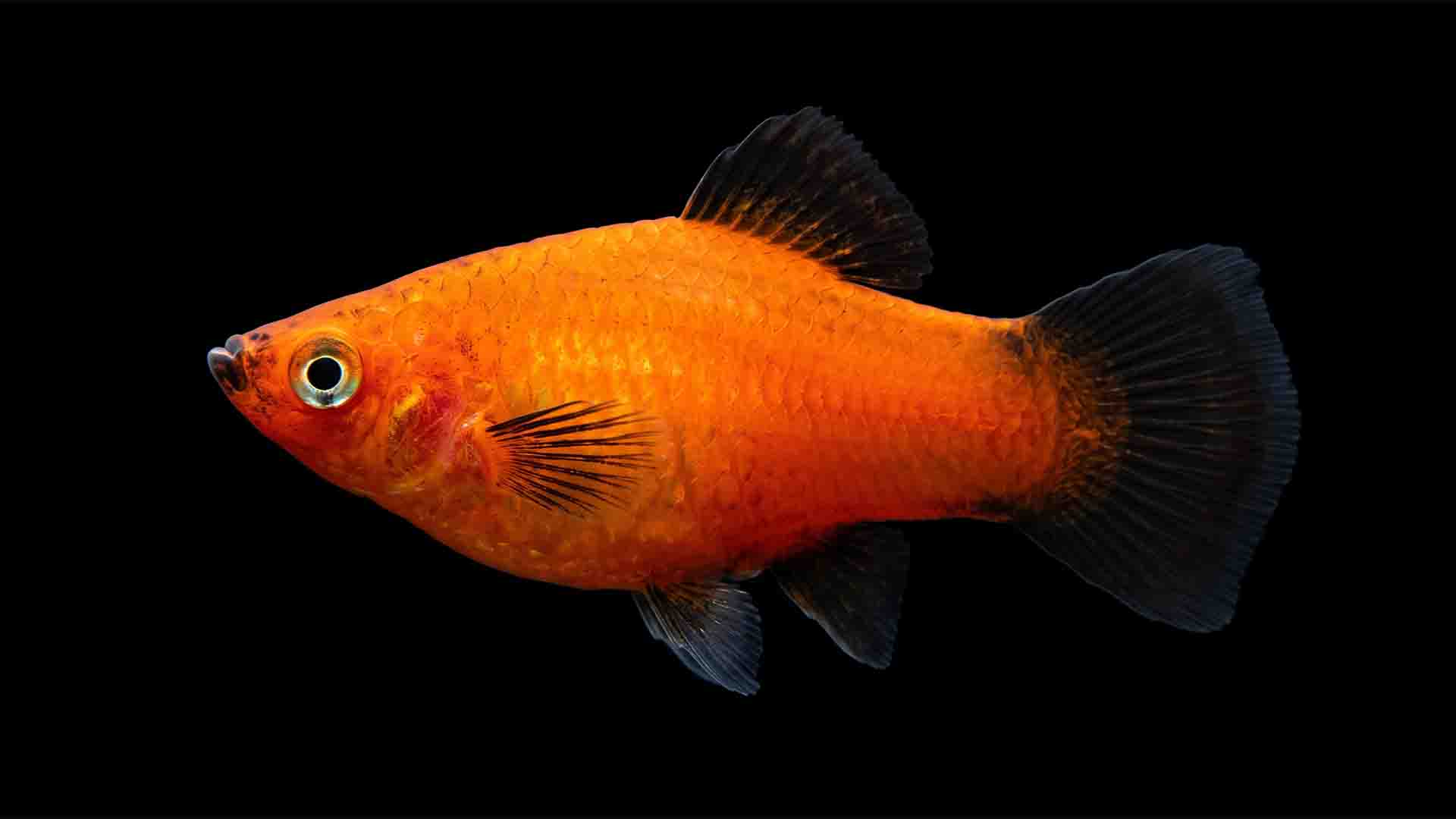 Overrated Freshwater Fish: 6 Traps & Safe Swaps Vibrant red wag platy fish swimming actively with a straight natural spine and healthy visceral cavity.