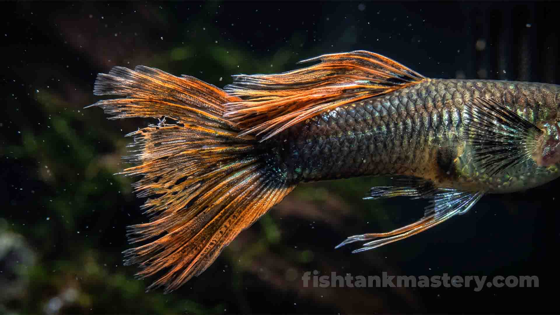 Why Guppy Fish Keep Dying? Fancy Guppy Tier List Macro view of a delicate fancy guppy showing physical stress signs in a freshwater aquarium.