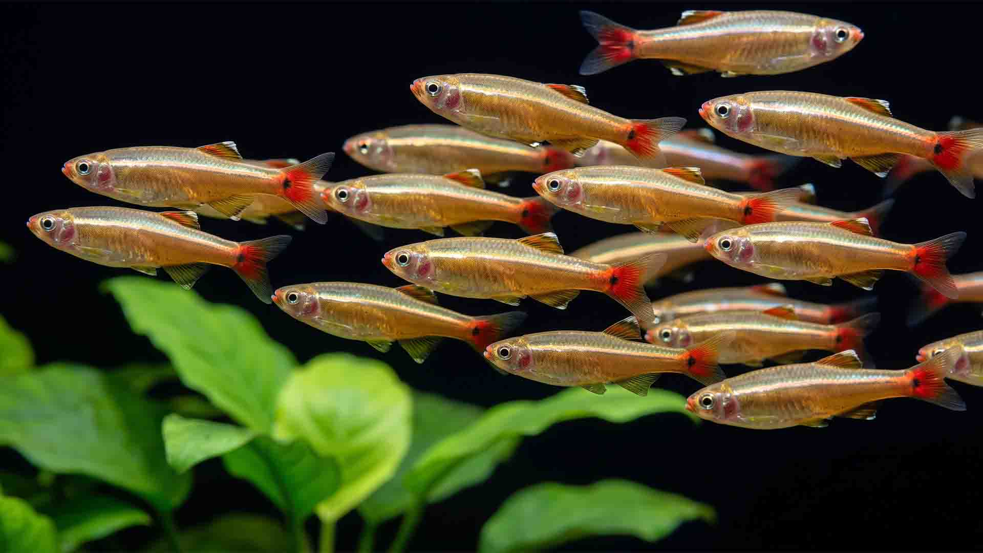 Overrated Freshwater Fish: 6 Traps & Safe Swaps Tight school of White Cloud Mountain Minnows flashing iridescent neon horizontal stripes in an unheated aquarium.