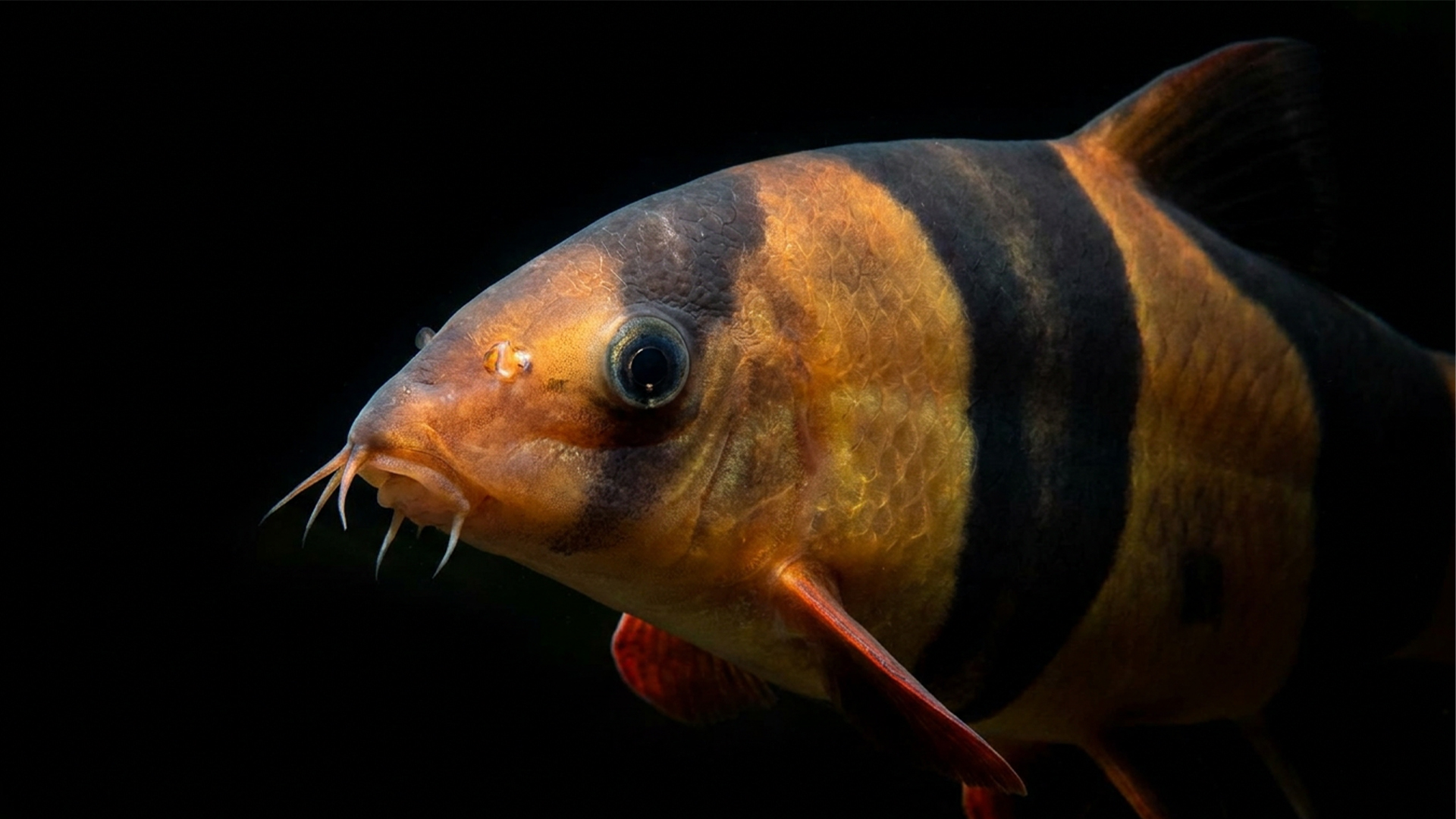10 Most MISLEADING Fish Pet Stores Push on Beginners (And Why They Crash) Adult Clown Loach showing massive body mass and bioload potential in a freshwater community tank.