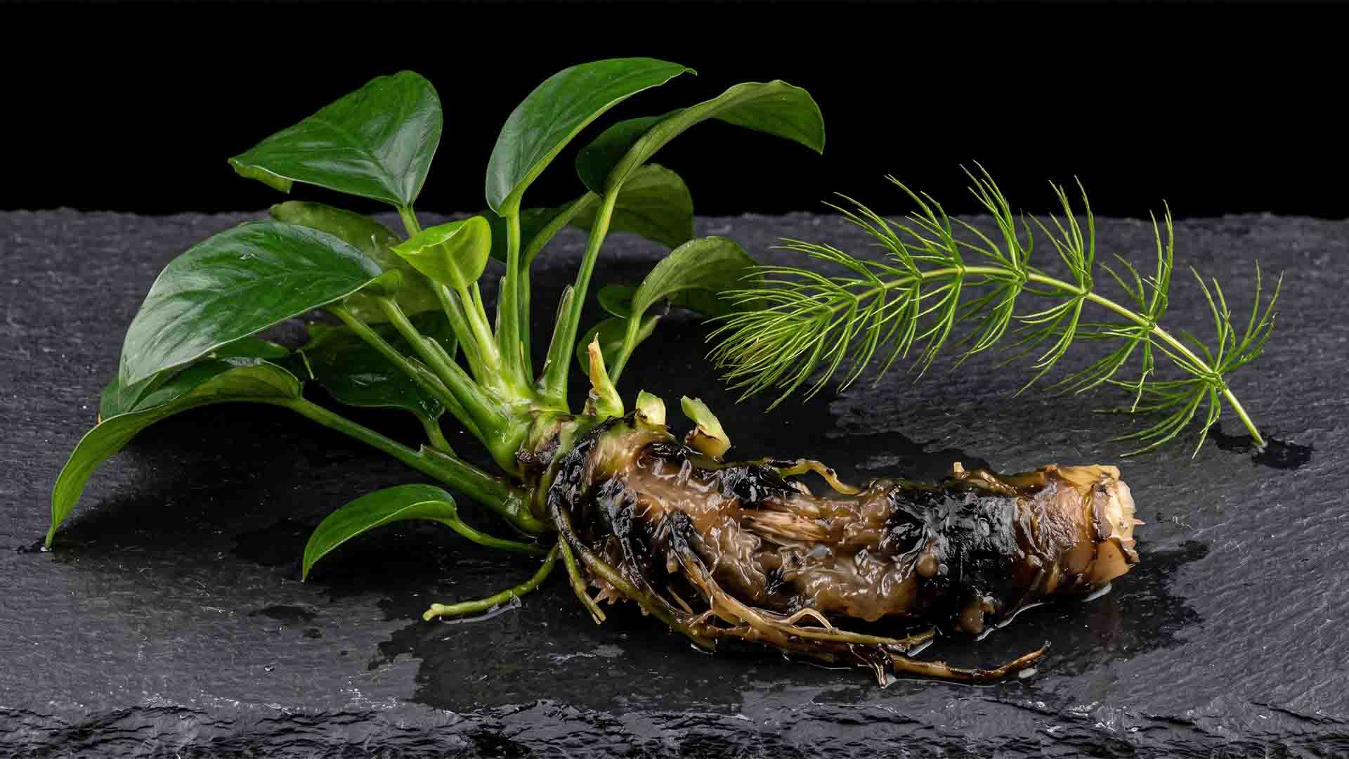 Macro comparison of a decomposing buried Anubias rhizome turning black in substrate versus healthy green open stems.