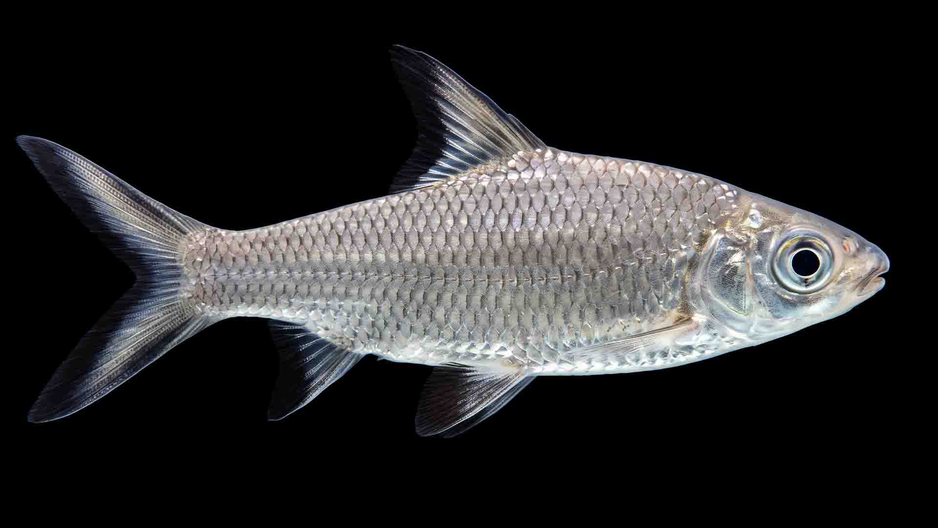 Misleading Freshwater Fish That Ruin Tanks Juvenile bala shark showing high-speed torpedo body morphology ill-suited for standard rectangular home aquariums.