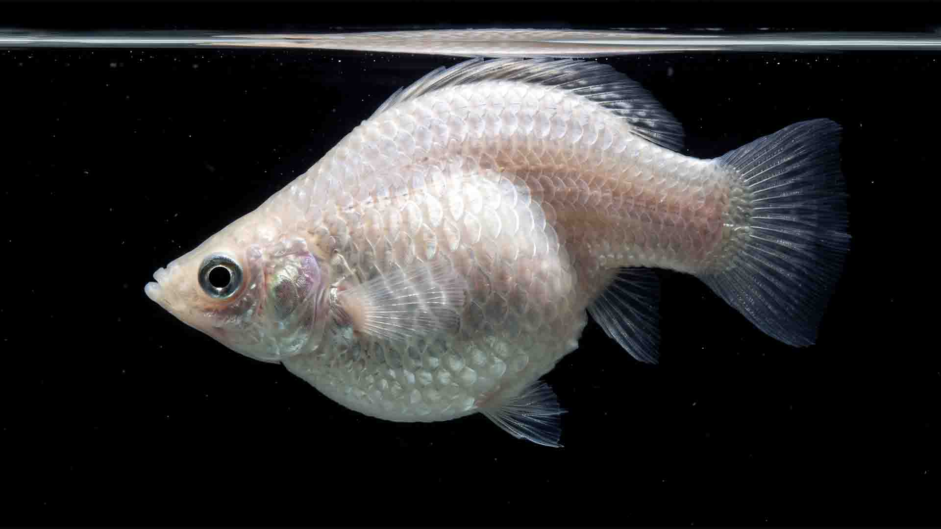 Misleading Freshwater Fish That Ruin Tanks Balloon molly showing extreme engineered vertebral lordosis and severe visceral organ crowding in a freshwater tank.