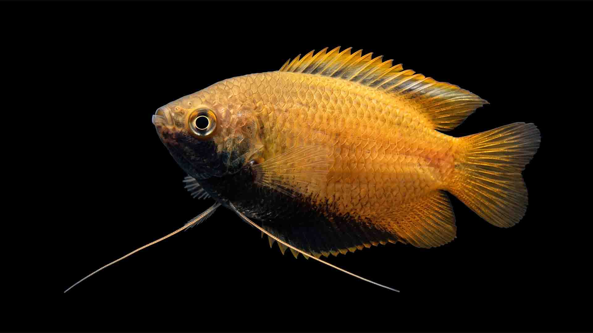 Male Honey Gourami Trichogaster chuna displaying disease-free vibrant amber colors as the best centerpiece fish for 20 gallon tank