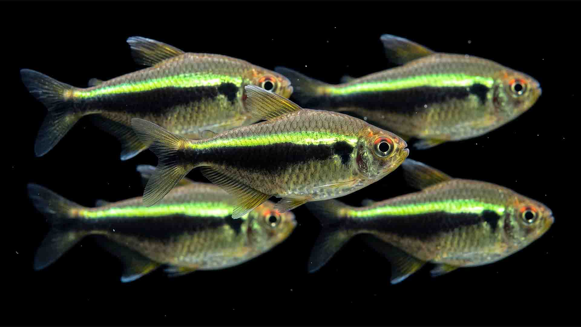 Underrated Freshwater Fish: 6 Species That Won't Die School of Black Neon Tetras displaying emerald-white iridescent stripes and deep muscular body shapes