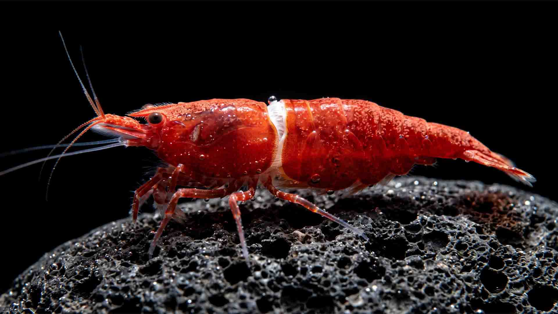 Extreme macro shot of a Red Cherry Shrimp with a white ring of death carapace fracture caused by high TDS mineral creep.