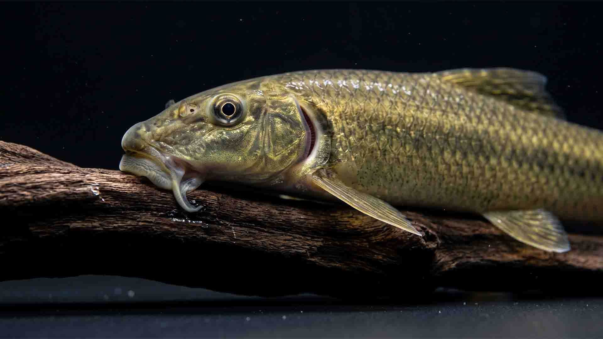 Misleading Freshwater Fish That Ruin Tanks Chinese algae eater grazing mouth structure showing adaptation for stripping the protective dermal slime coat off community fish.
