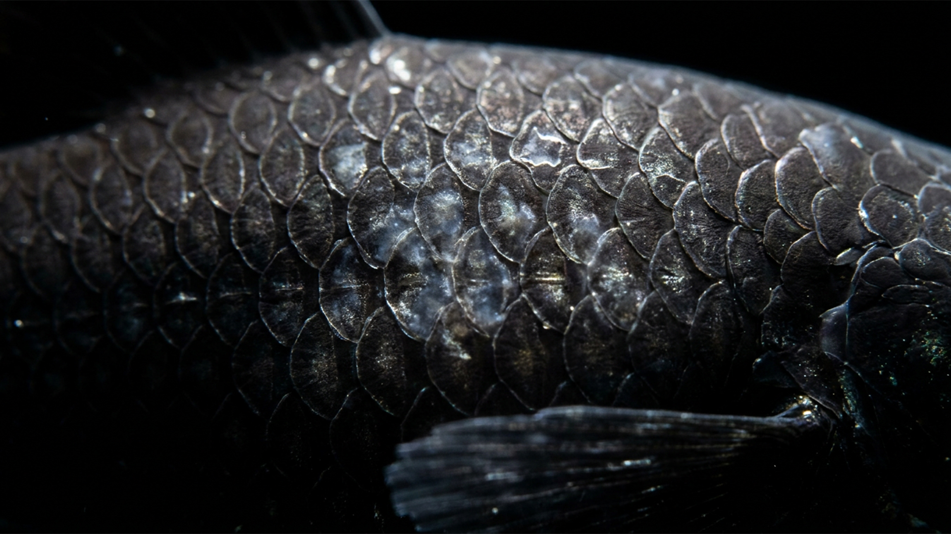 10 Most MISLEADING Fish Pet Stores Push on Beginners (And Why They Crash) Black Molly fish scales showing signs of severe osmotic shock and stress in soft water.
