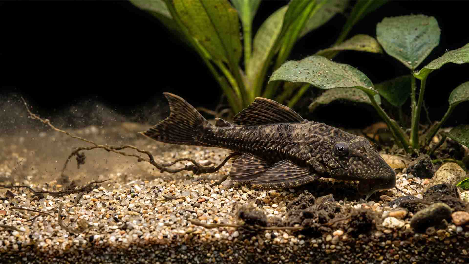 Macro shot of a juvenile Common Pleco producing massive trailing waste strings across white aquarium sand.