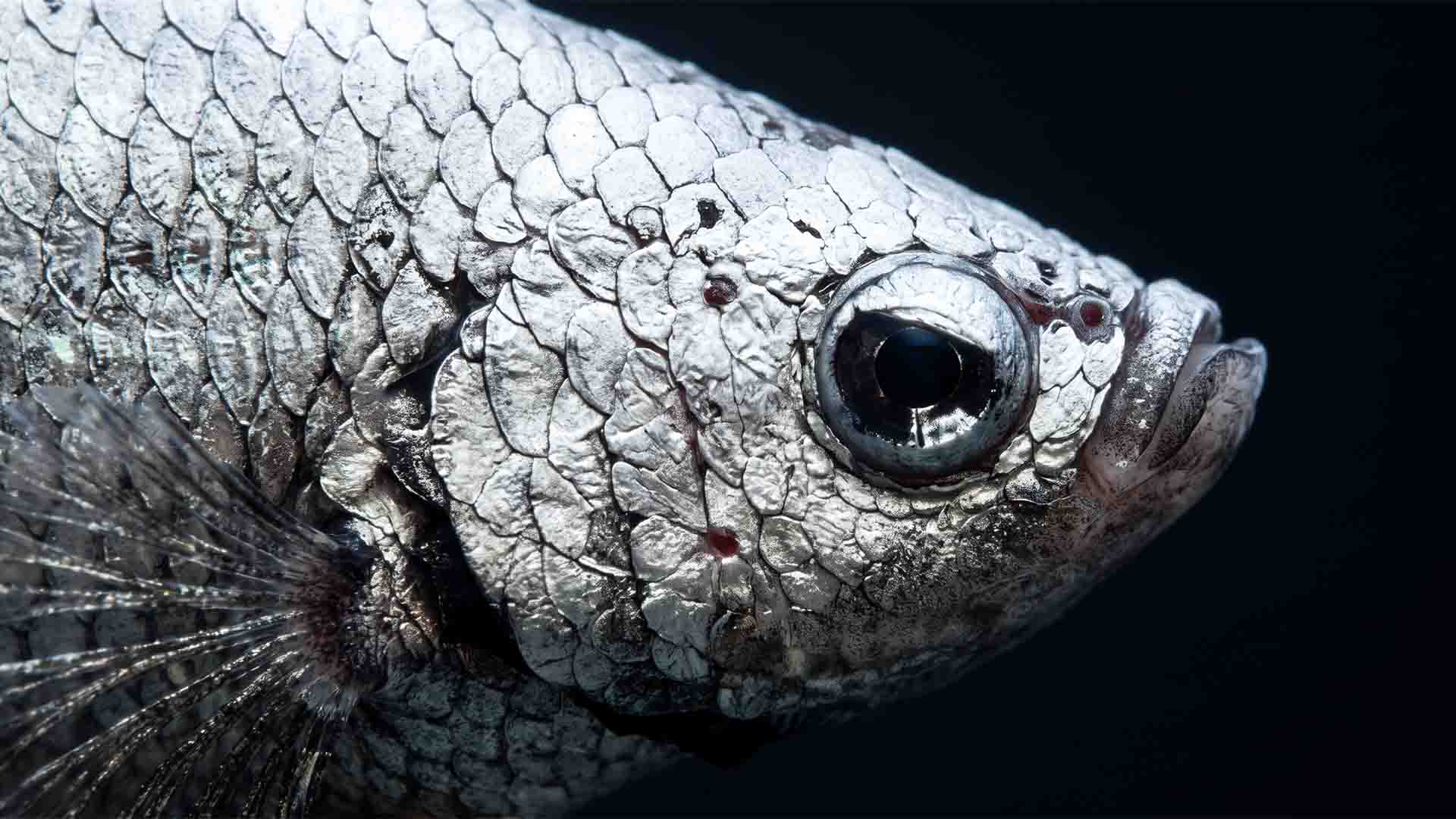 Misleading Freshwater Fish That Ruin Tanks Close-up macro of dragon scale betta splendens head showing thick metallic guanine scales covering the eye cornea.