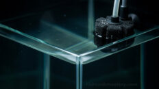 Fish Tank Setup Mistakes Killing Your Fish (How to Fix) Macro split view of a pristine new aquarium showing invisible toxic ammonia and biological vacancy behind crystal-clear water (Most fish tank setup mistakes)