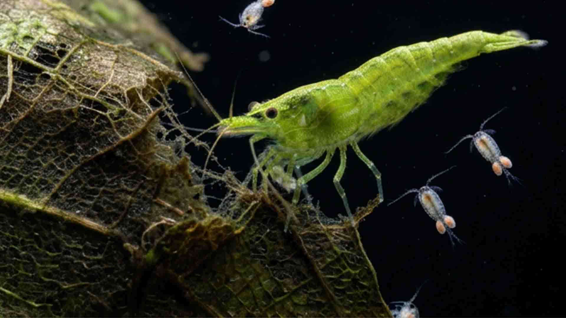 Underrated Freshwater Clean Up Crew: 10 Real Cleaners That Actually Work Green babaulti shrimp shredding decaying plant cellulose surrounded by benthic freshwater copepods
