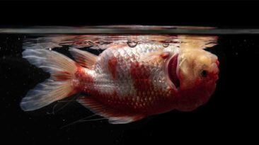 How to Save a Dying Goldfish: 10 Critical Fixes How to save a dying fancy goldfish floating upside down at the surface due to severe swim bladder failure and organ compression