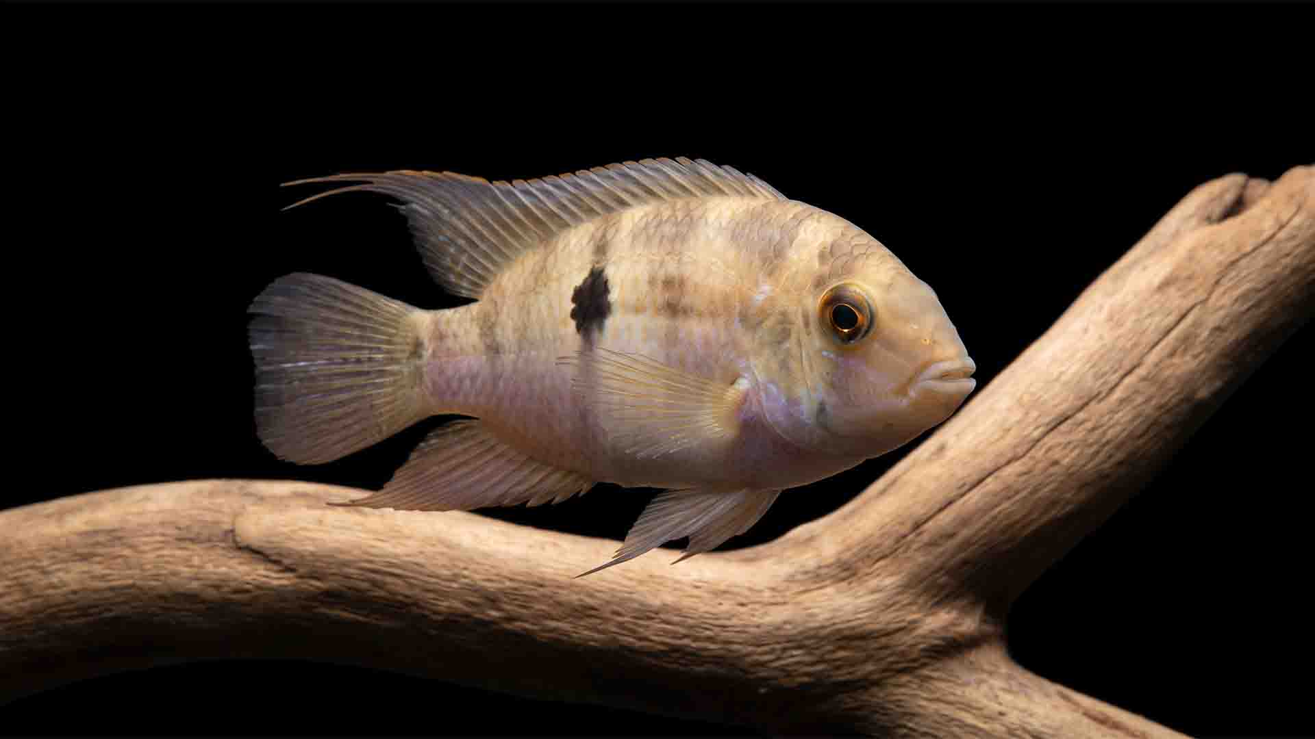 Peaceful Keyhole Cichlid Cleithracara maronii hovering calmly near submerged wood in a 20 gallon community aquarium