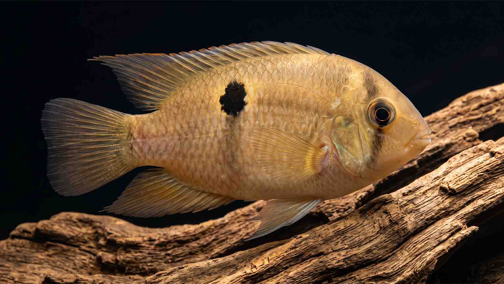 Underrated Freshwater Fish: 6 Species That Won't Die Keyhole cichlid displaying calm demeanor and iconic dark keyhole marking near natural river driftwood