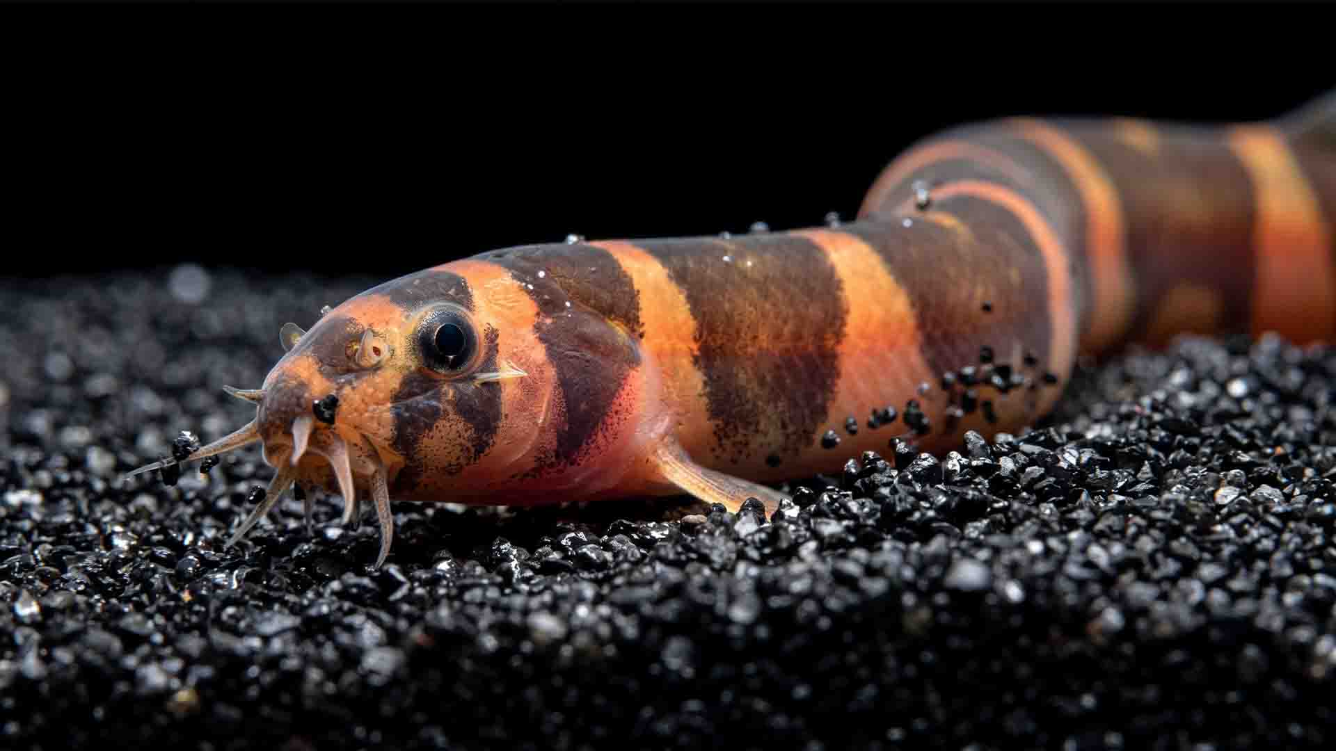Kuhli Loach Pangio kuhlii burrowing through fine sand substrate preventing toxic hydrogen sulfide pockets in a 20 gallon tank