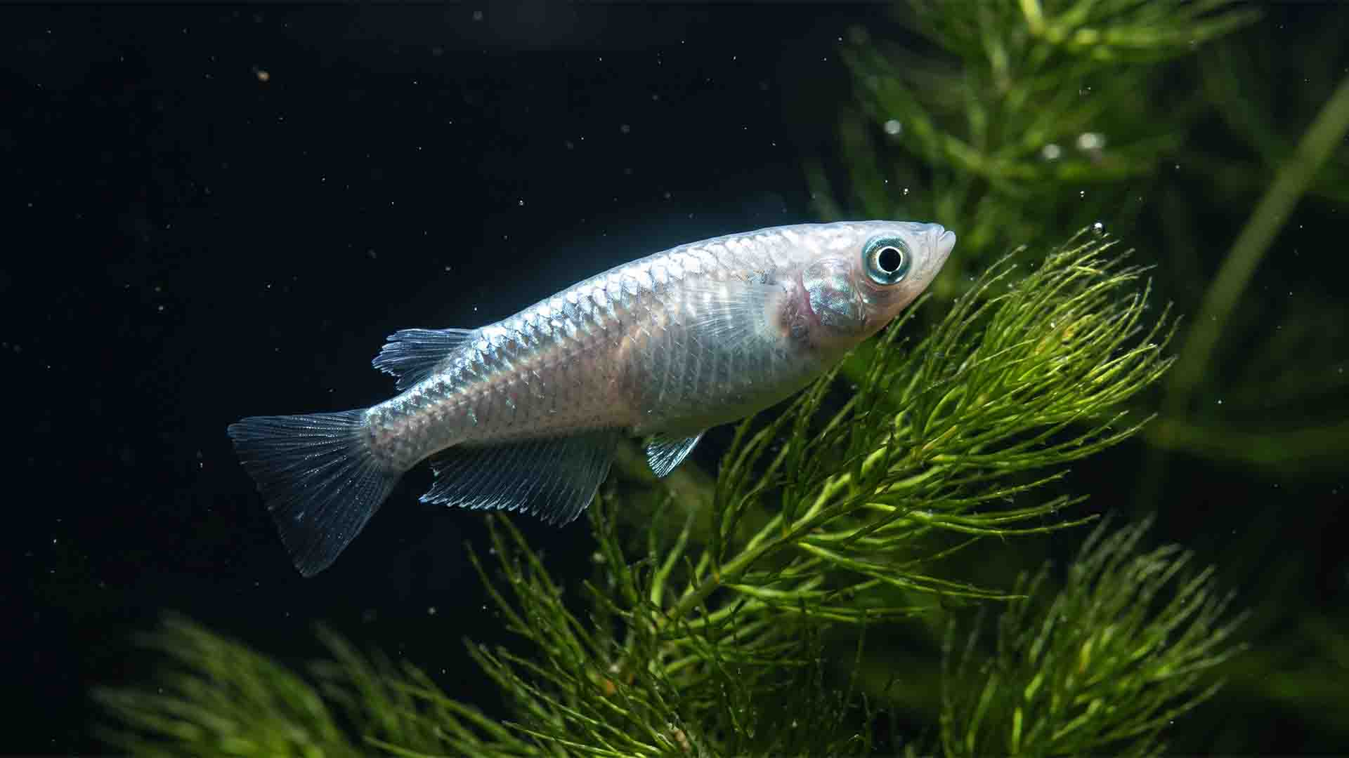 Underrated Freshwater Fish: 6 Species That Won't Die Platinum Japanese Medaka ricefish swimming calmly in an unheated planted freshwater aquarium