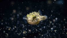 Misleading Freshwater Fish That Ruin Tanks Macro shot of a dwarf pea puffer showcasing predatory posture in a freshwater aquarium, exposing misleading community fish labels.