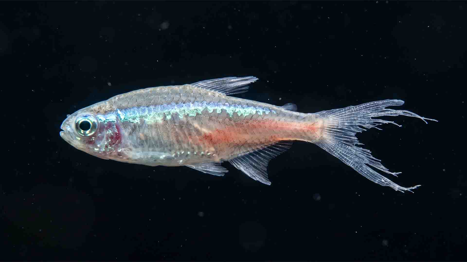 Misleading Freshwater Fish That Ruin Tanks Stressed neon tetra exhibiting faded iridophore coloration and osmotic shock symptoms in an unbuffered aquarium.