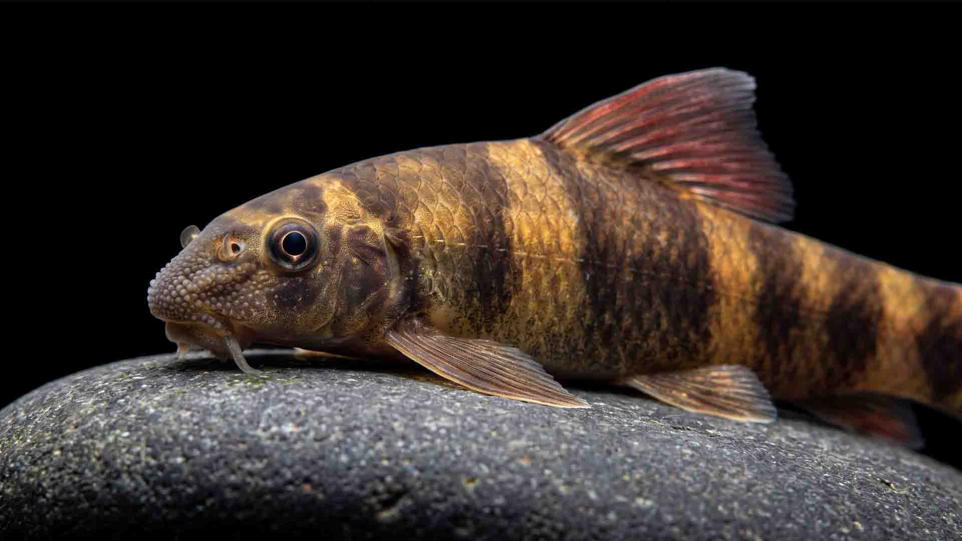 Panda Garra Garra flavatra grazing biofilm with modified oral disc mouth in a 20 gallon planted aquarium