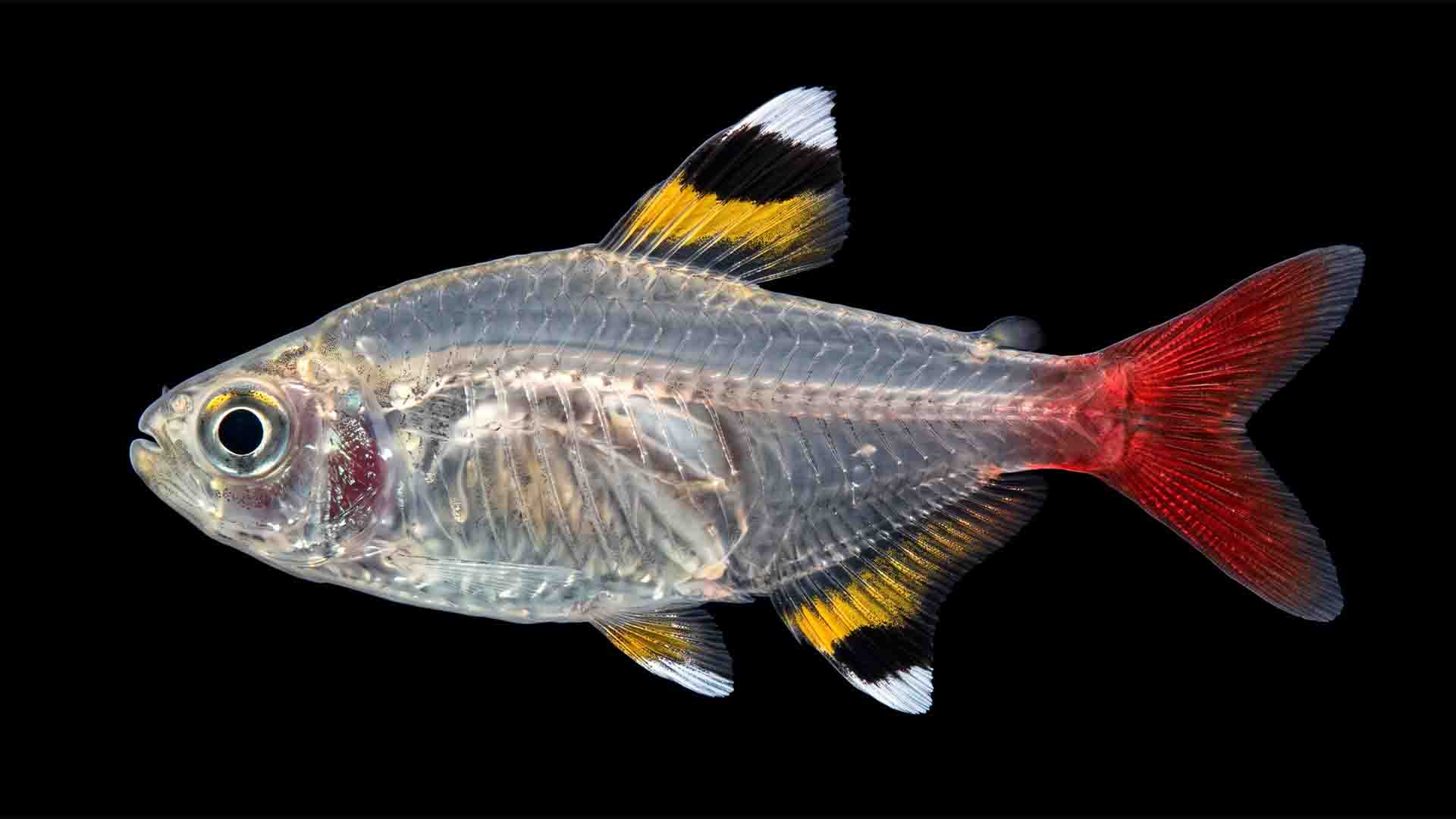 Pristella tetra Pristella maxillaris showing translucent body and bold tri-color fins in a stable 20 gallon community aquarium