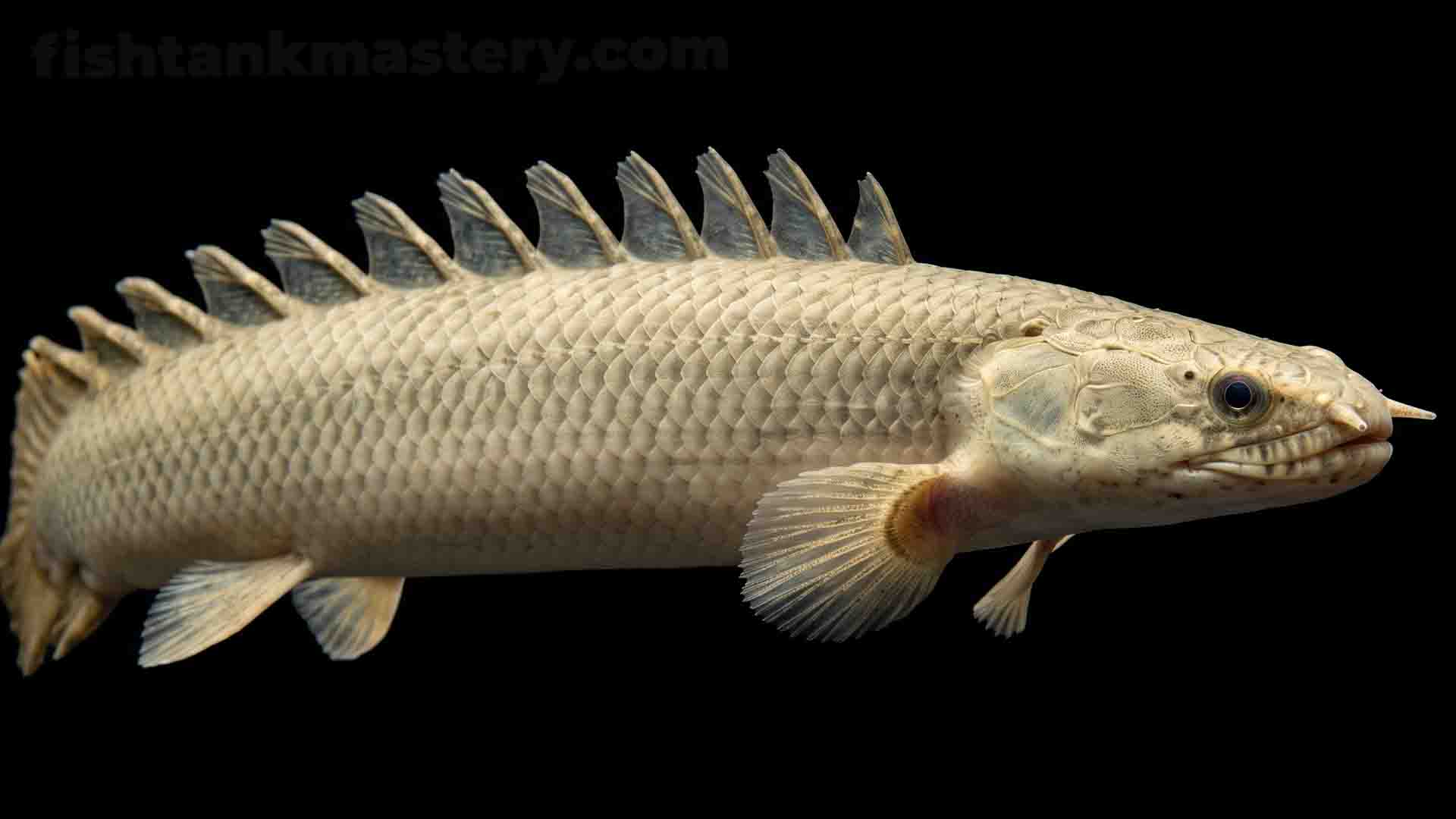 Senegal Bichir Polypterus senegalus displaying dragon-like dorsal finlets on black background