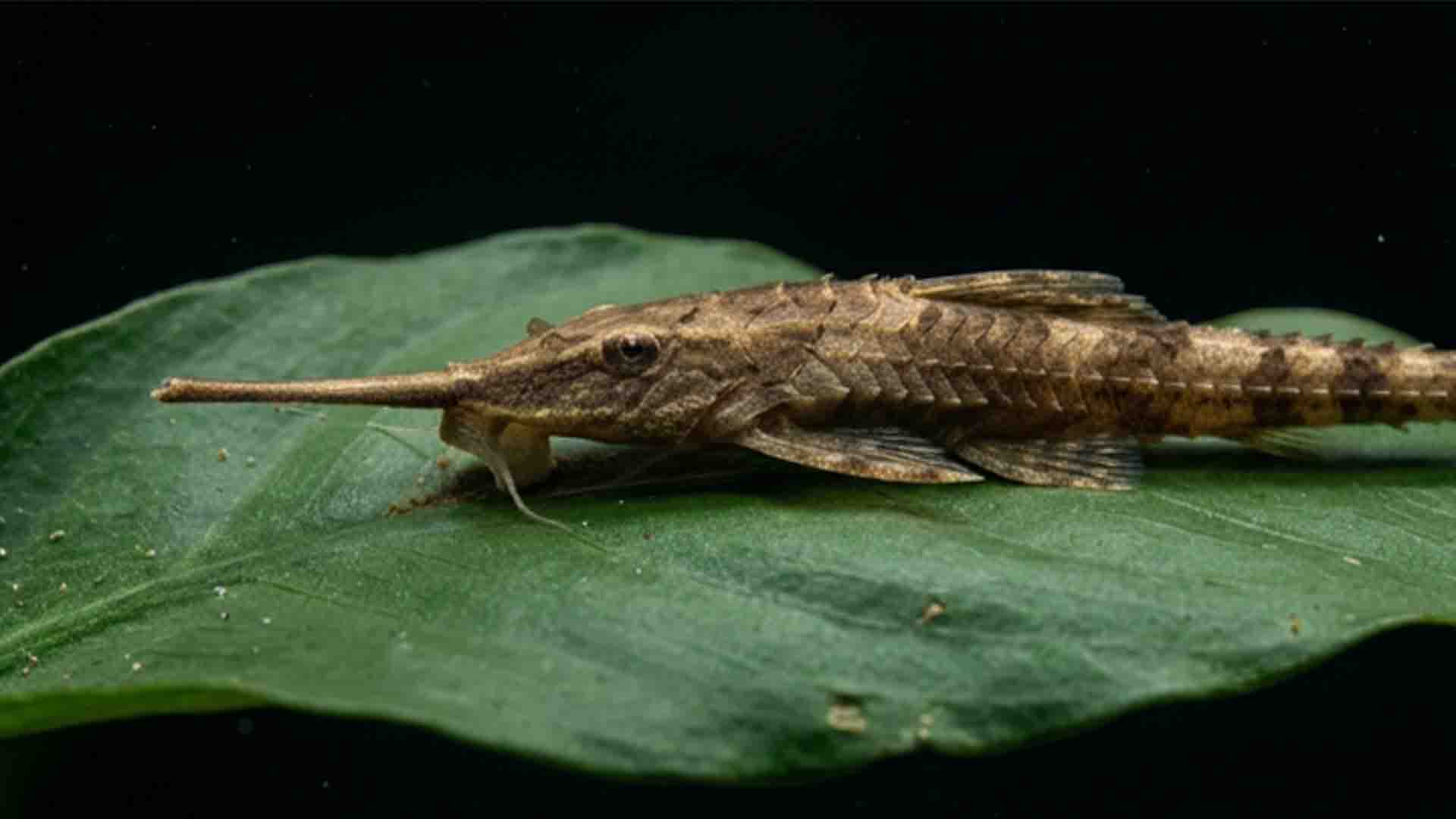 Underrated Freshwater Clean Up Crew: 10 Real Cleaners That Actually Work Camouflaged twig catfish resting horizontally on an Anubias leaf while grazing brown diatoms